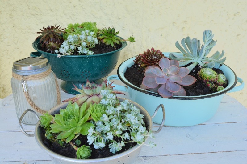 Succulents in vintage colanders and mixing bowl