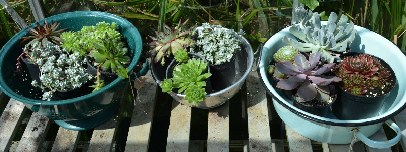 Plant up succulents in vintage containers