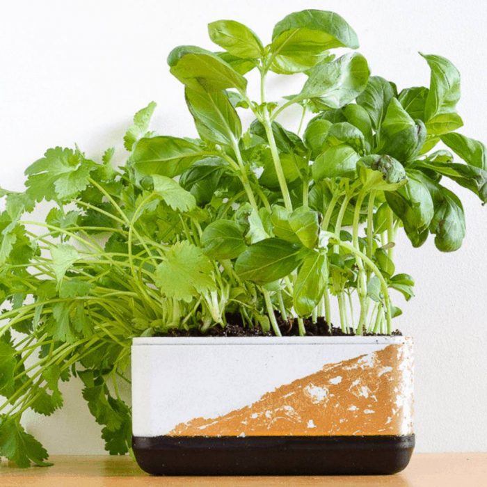 How to recycle a Ferrero Rocher box into a herb planter